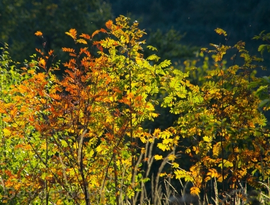 Devostock Aesthetic Autumn Leaves Colorful