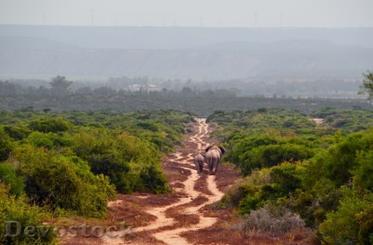 Devostock Africa Safari Elephant 1689439