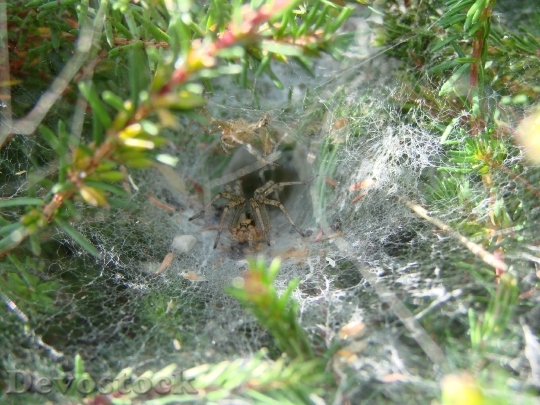 Devostock Agelenidae Spider 1165662