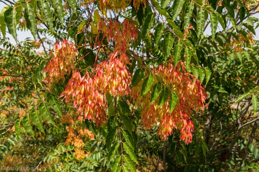 Devostock Ailanthus Altissima August 2012
