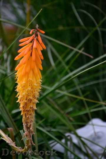 Devostock Aloe Flower Orange 392568