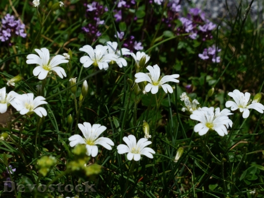 Devostock Alpine Hornwort Flower Blossom