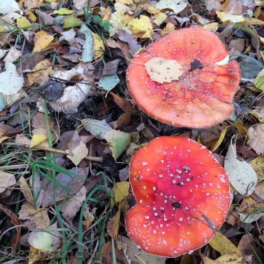 Devostock Amanita Mushrooms Forest Red 0