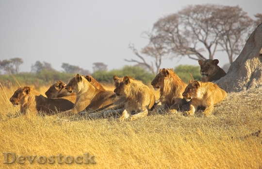 Devostock Amimals Lions Africa Predator