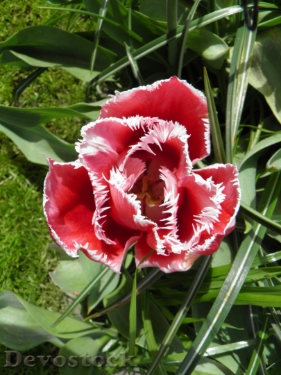 Devostock Amsterdam Tulips Garden Spring