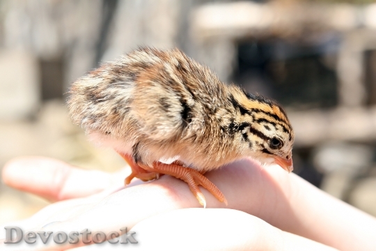 Devostock Animal Attractive Baby Beak