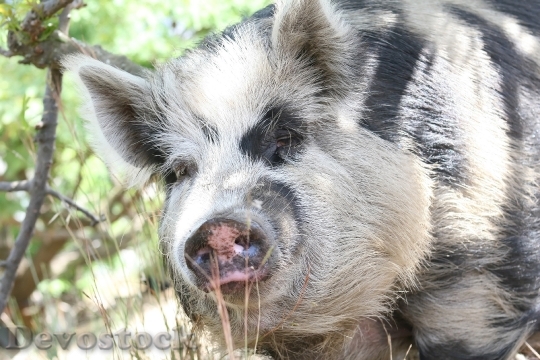 Devostock Animal Bacon Big Boar 5