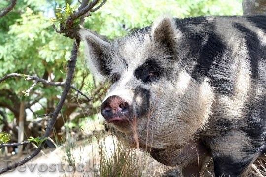 Devostock Animal Bacon Big Boar 6