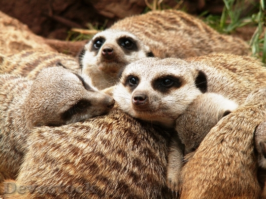 Devostock Animals Meerkat Zoo Fur