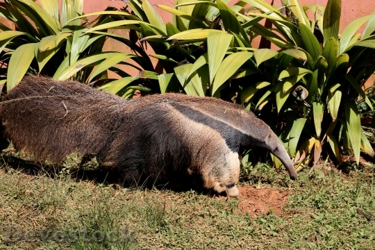 Devostock Anteater Flag Great Wild