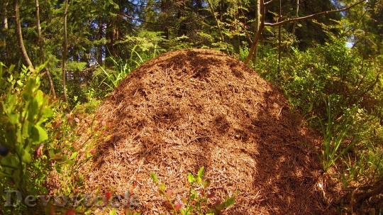Devostock Ants Pile Straw Forest