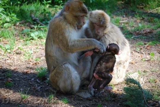 Devostock Ape Berber Monkeys Family