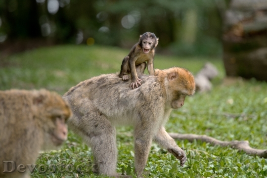 Devostock Ape Berber Monkeys Mammal 0