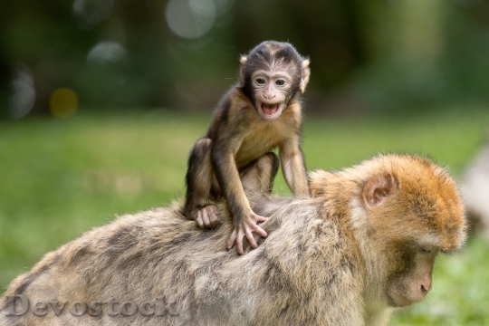 Devostock Ape Berber Monkeys Mammal