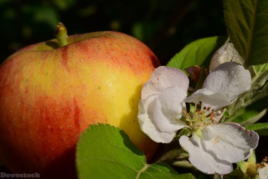 Devostock Apple Apple Blossom Apple 0