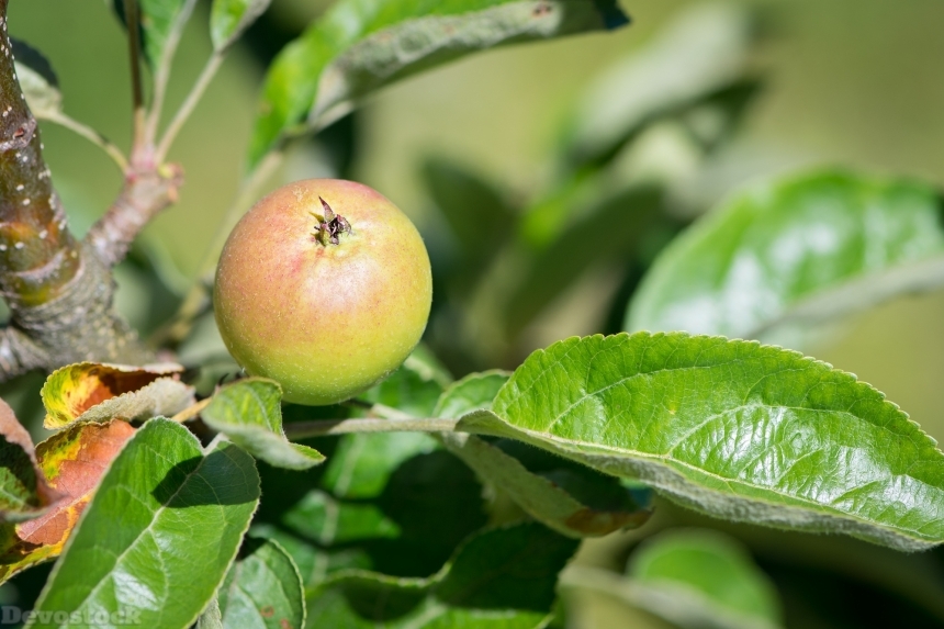 Devostock Apple Apple Tree Mature