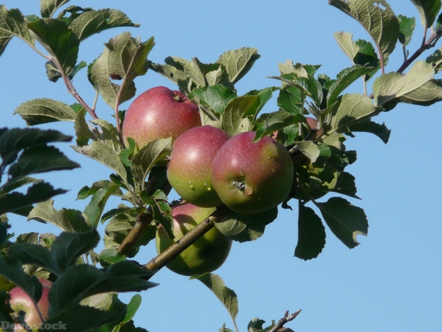 Devostock Apple Apple Tree Red 1