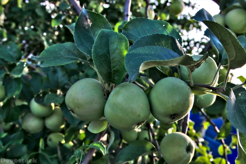 Devostock Apple Apple Tree Sheet