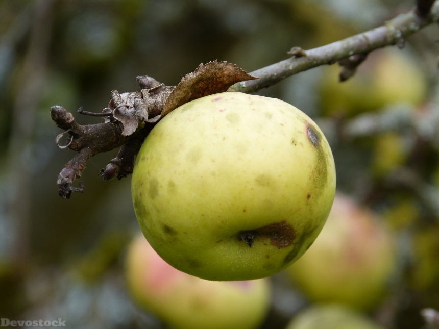 Devostock Apple Autumn Apple Tree