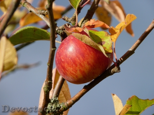 Devostock Apple Autumn Fruit Ripe