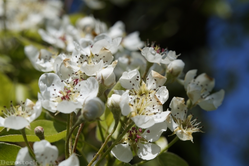 Devostock Apple Blossom Bloom Tree 0