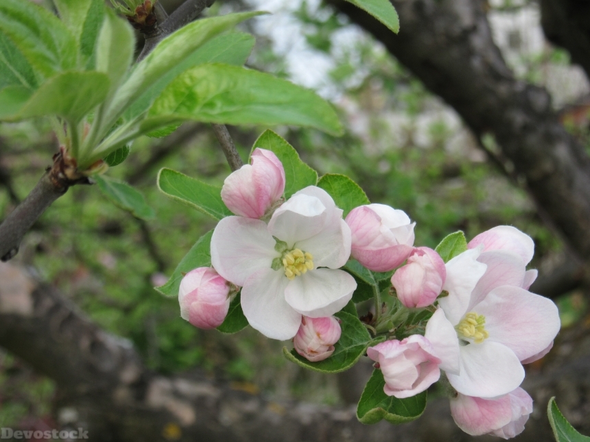 Devostock Apple Blossom Blossom Bloom 3