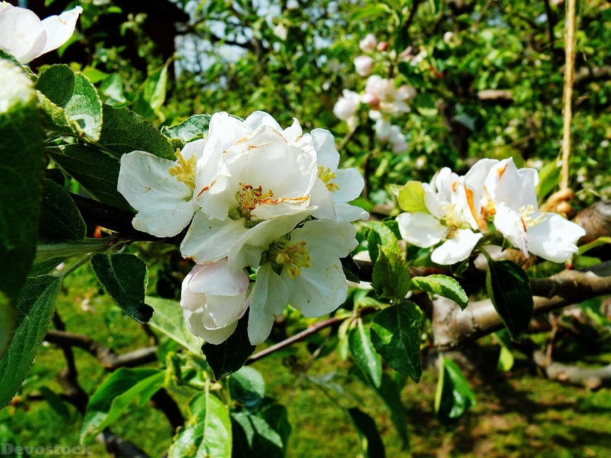 Devostock Apple Blossom Blossom Bloom 6