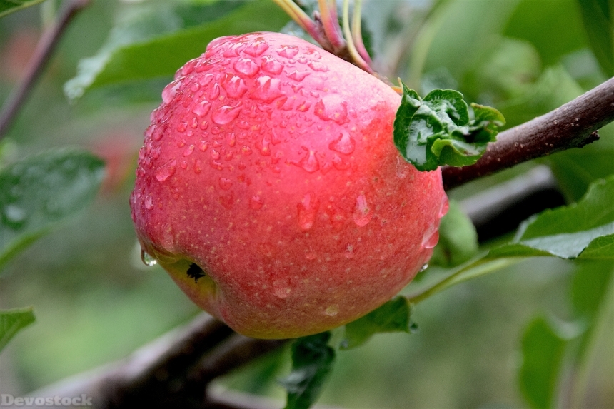 Devostock Apple Dew Healthy Freshness