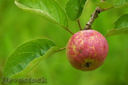 Devostock Apple Fruit Vitamins Healthy 4