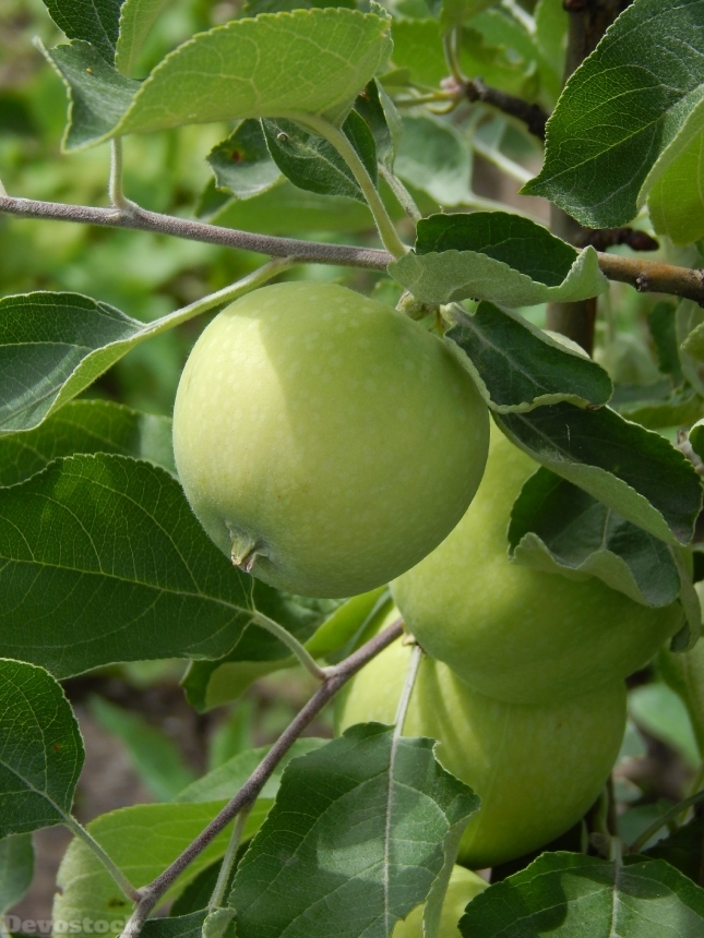 Devostock Apple Green Apple Branch