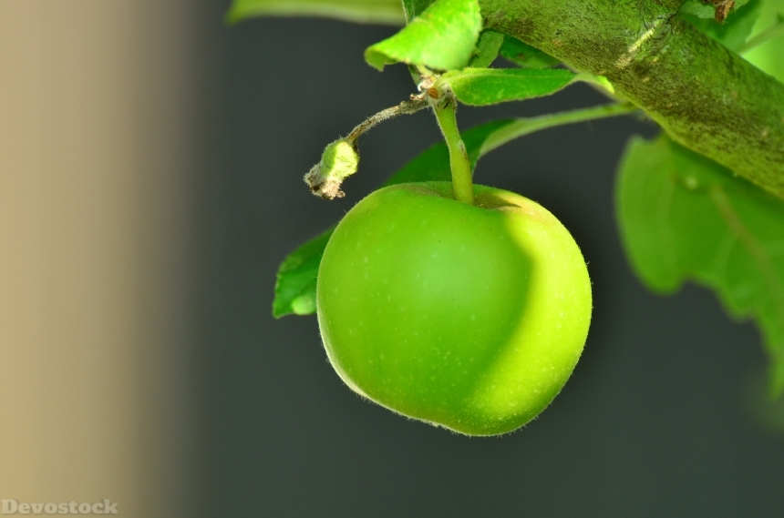 Devostock Apple Green Apple Tree 0