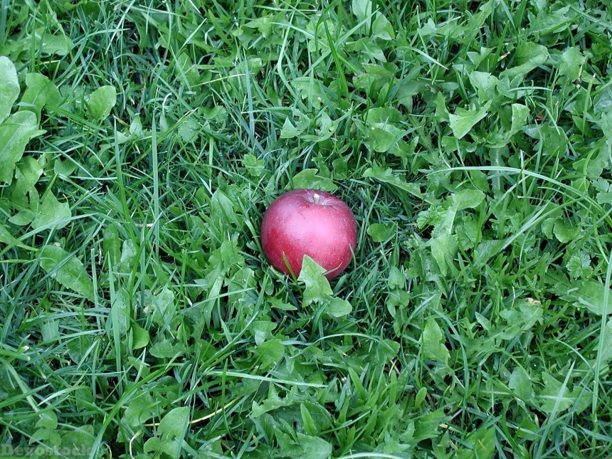 Devostock Apple In Gras
