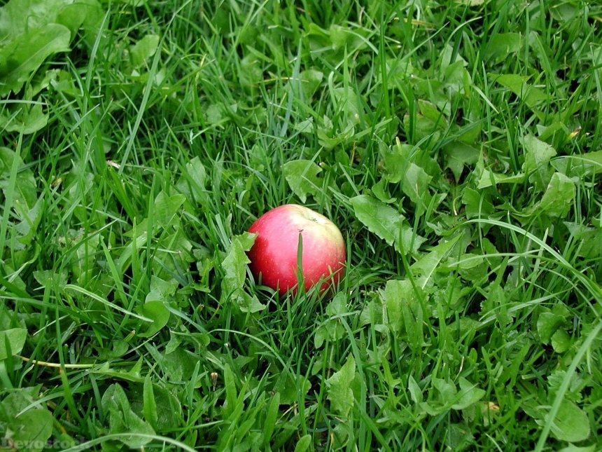 Devostock Apple In Green Grass