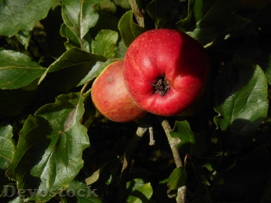 Devostock Apple Leaves Tree Fruit