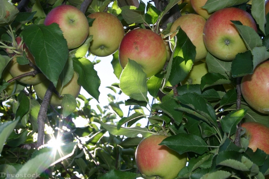 Devostock Apple Picking Orchard Apple