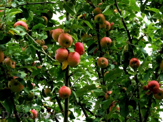 Devostock Apple Tree Apple Fruit 11