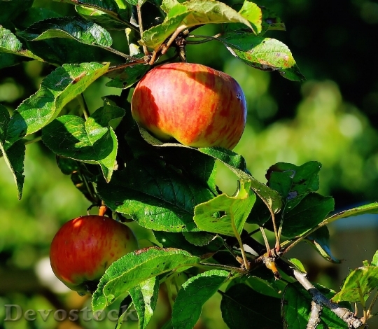 Devostock Apple Tree Apple Fruit 2