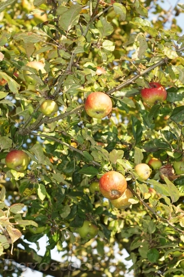 Devostock Apple Tree Apple Leaves