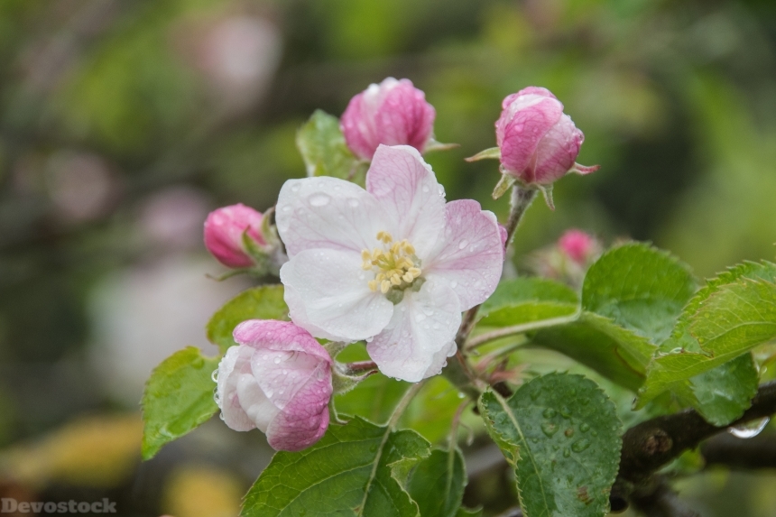 Devostock Apple Tree Blossom Apple 3