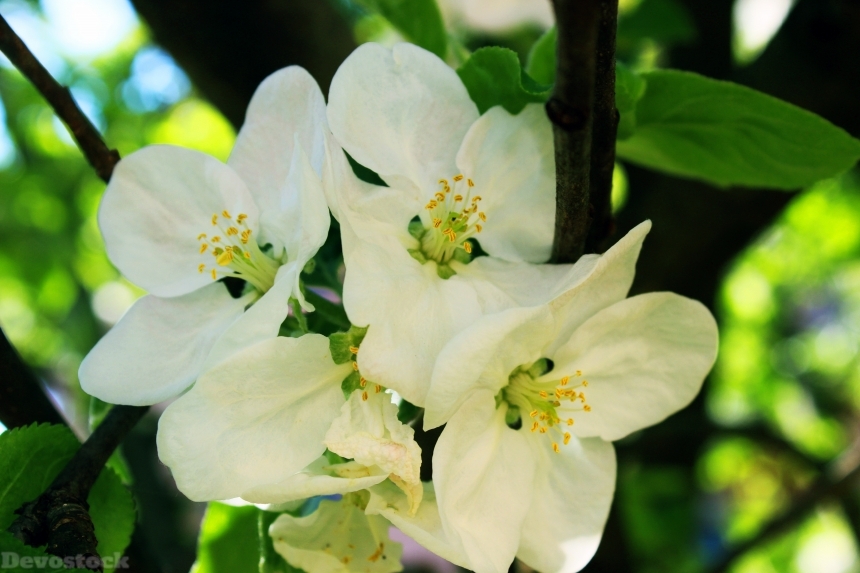Devostock Apple Tree Flower Tree