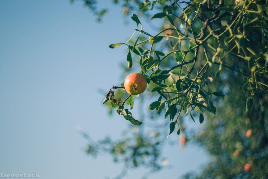 Devostock Apple Tree Mistletoe
