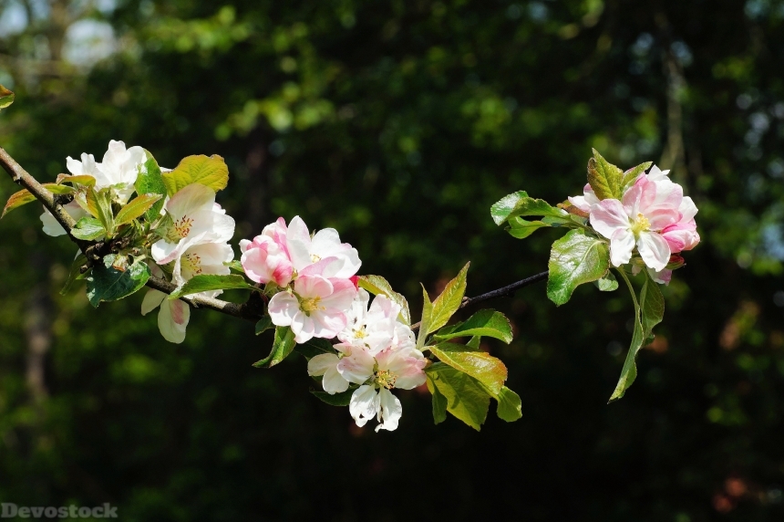 Devostock Apple Tree Spring Flowers