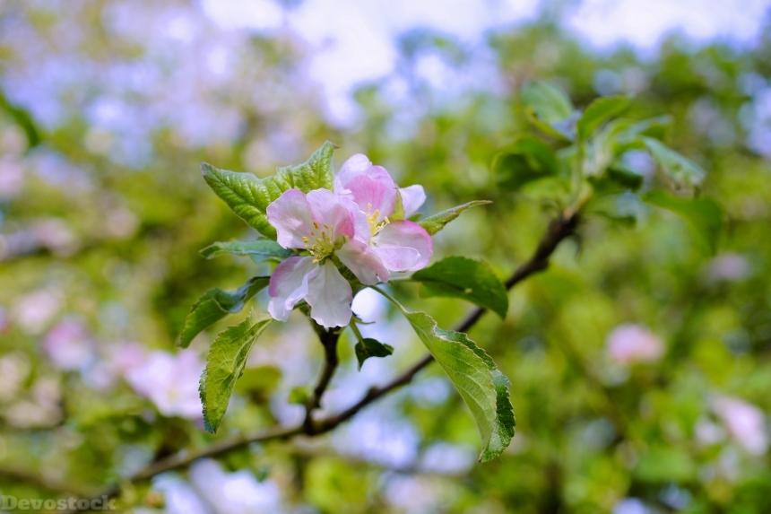 Devostock Apple Tree Spring Orchard