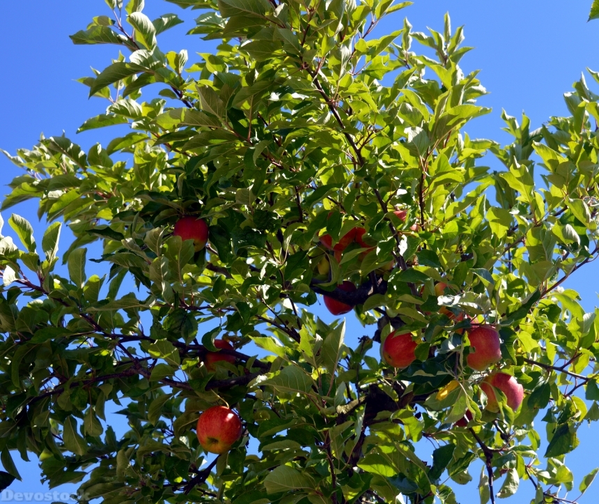 Devostock Apple Tree Tree Apple 3
