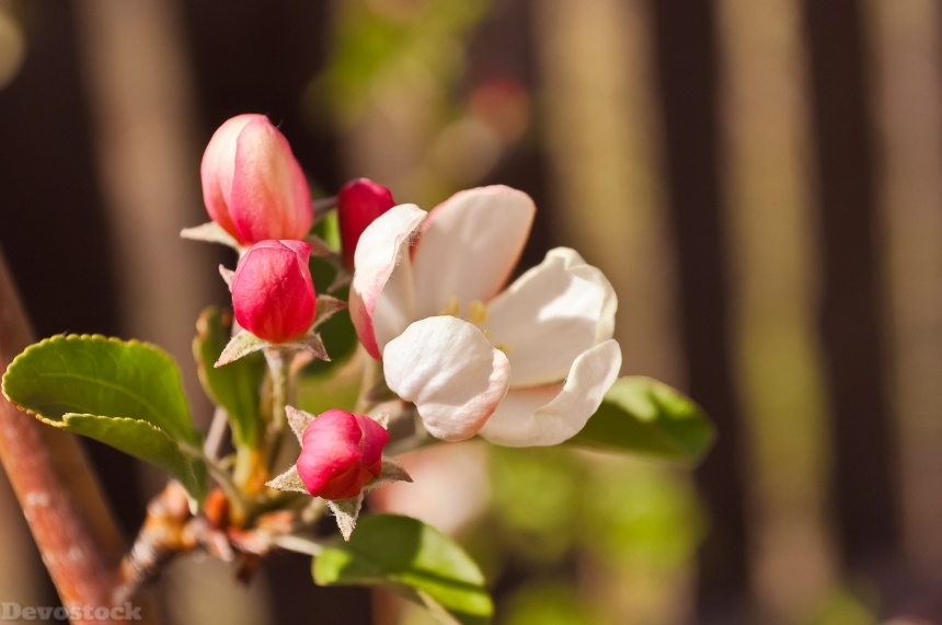 Devostock Apple Trees Flowers Bloom