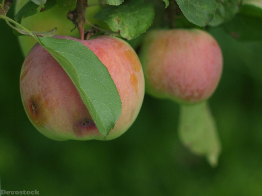 Devostock Apples Apples On Branch