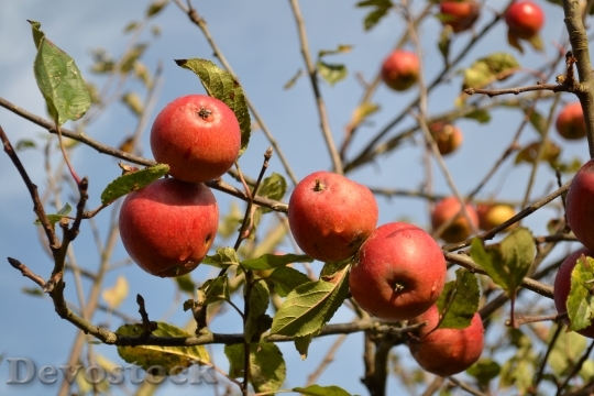 Devostock Apples Fruit Autumn Healthy