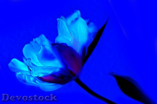 Devostock Art Tulip Blue Flower