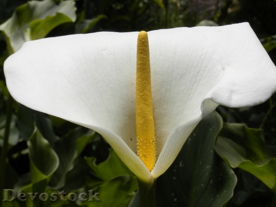 Devostock Arum Flower White Yellow