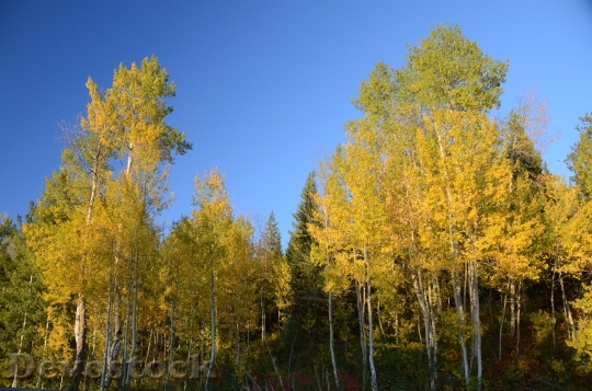 Devostock Aspen Aspen Trees Color